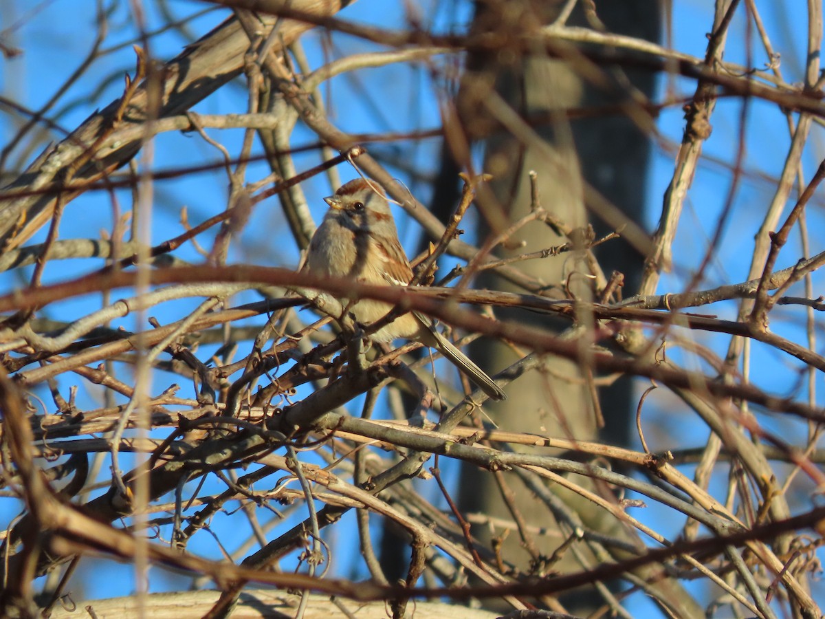 American Tree Sparrow - ML646057892