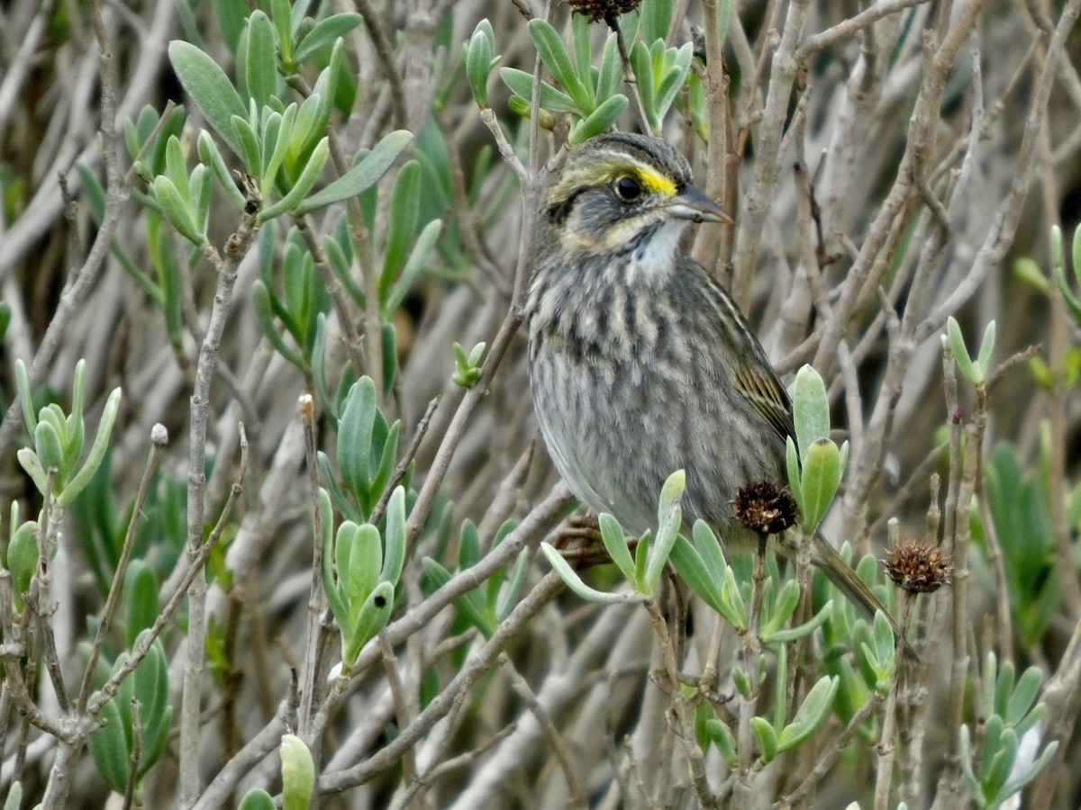 Seaside Sparrow - ML646057893