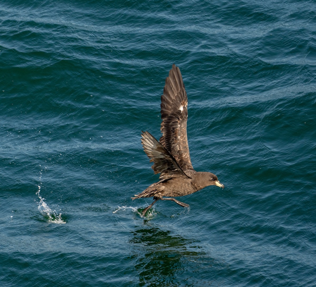 Pardela Gorjiblanca - ML646057894