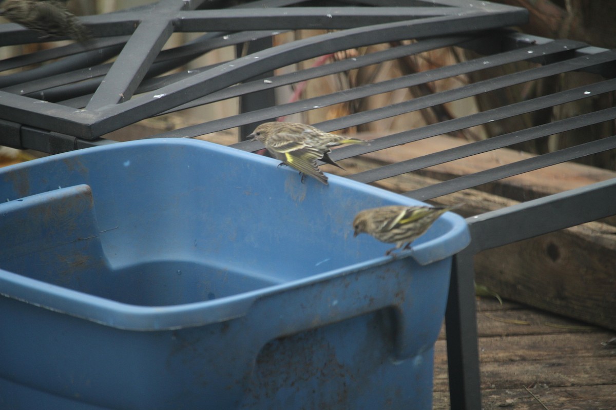 Pine Siskin - ML646057895