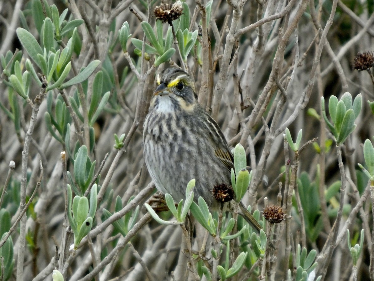Seaside Sparrow - ML646057896