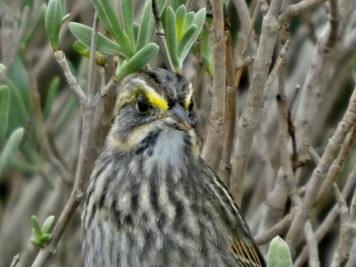 Seaside Sparrow - ML646057901