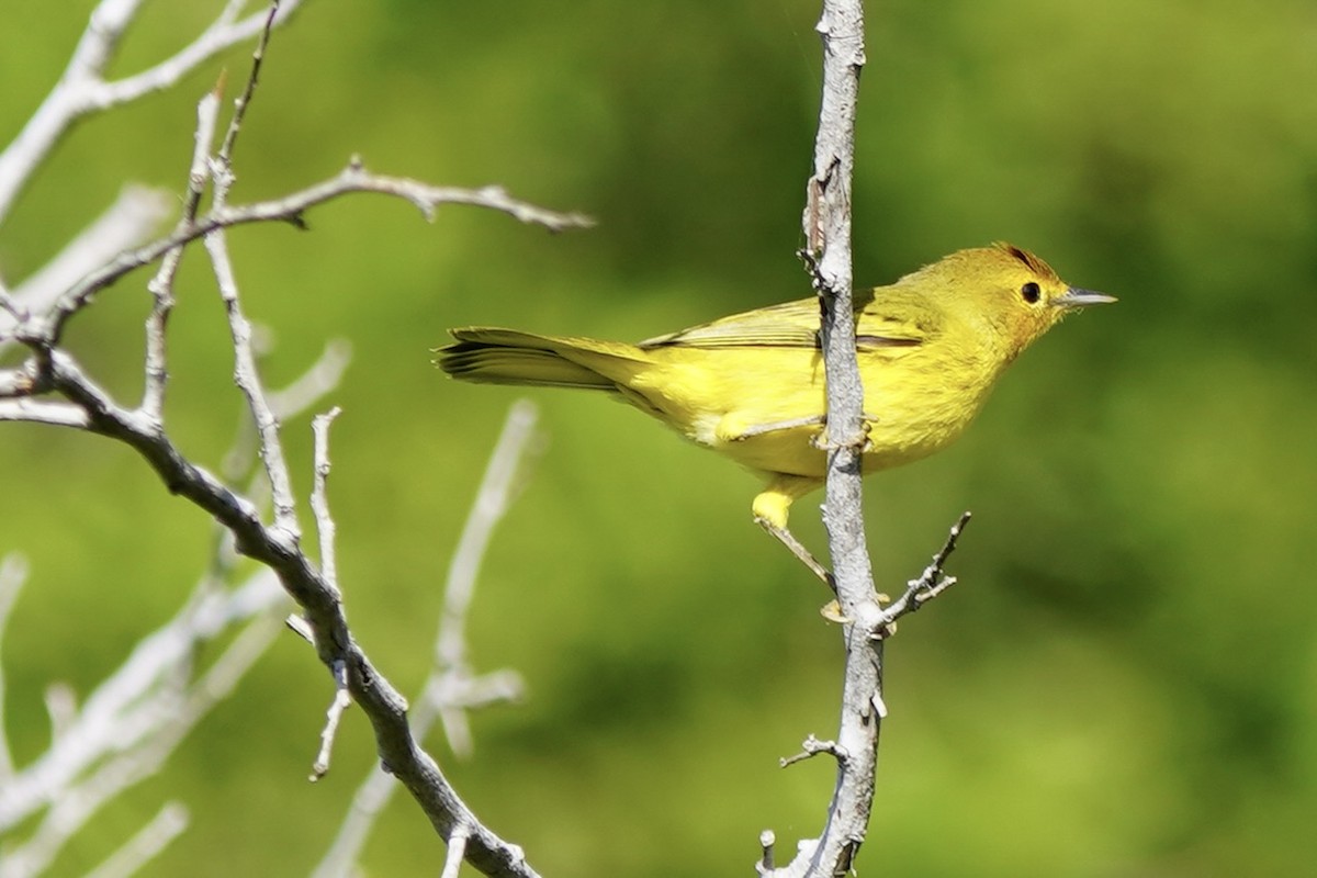 Mangrove Yellow Warbler - ML646057902