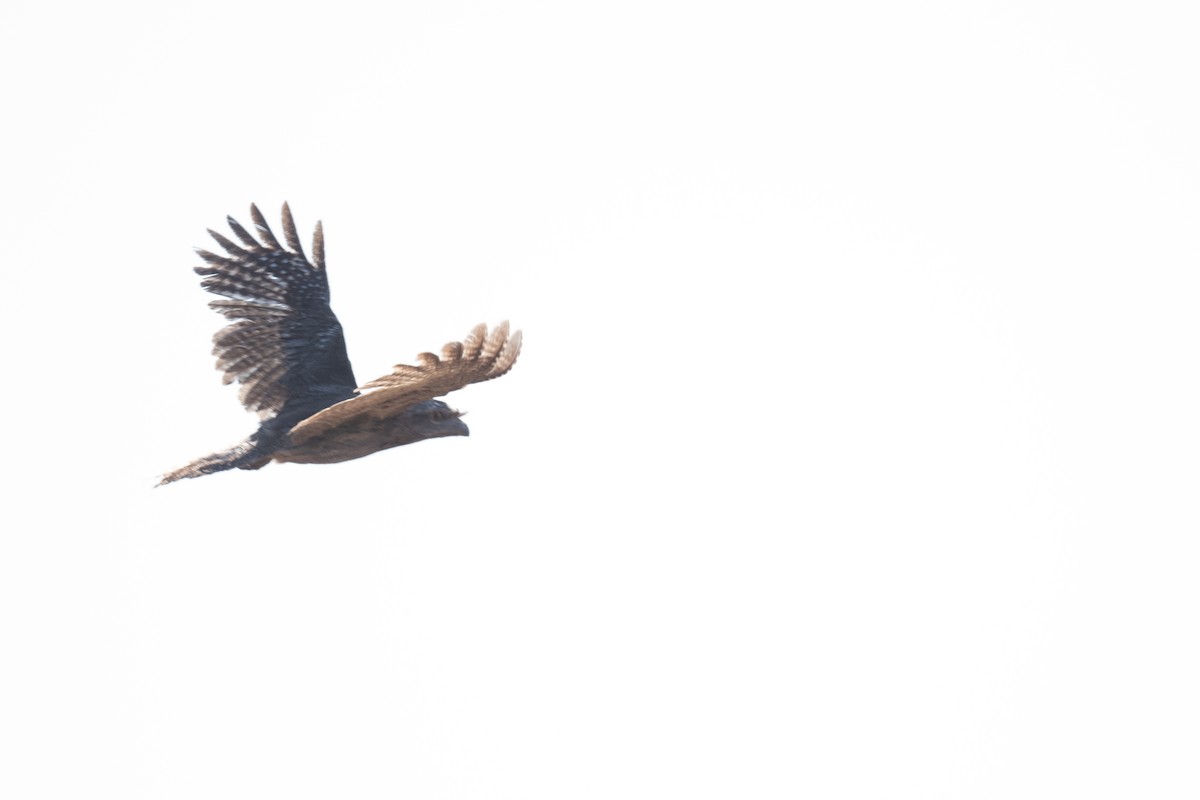 Tawny Frogmouth - ML646057903