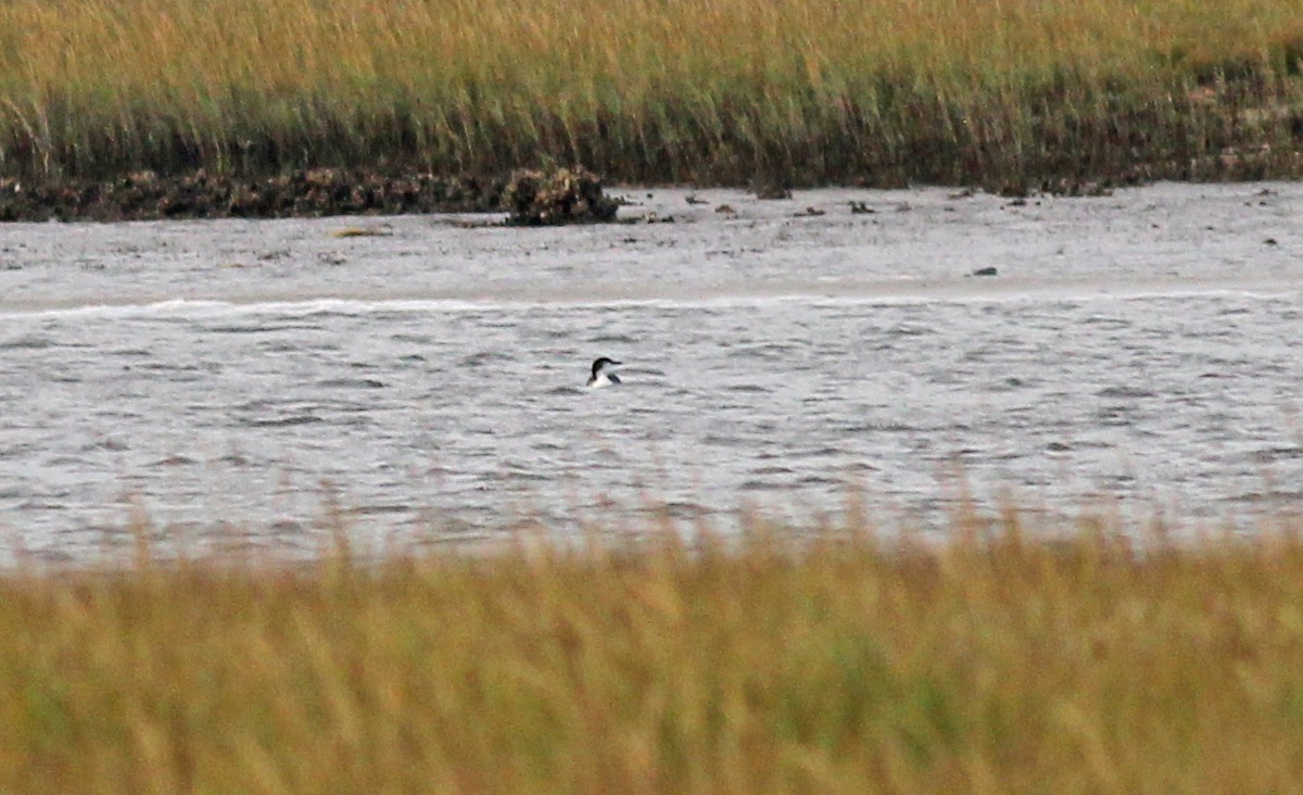 Common Loon - ML646057916