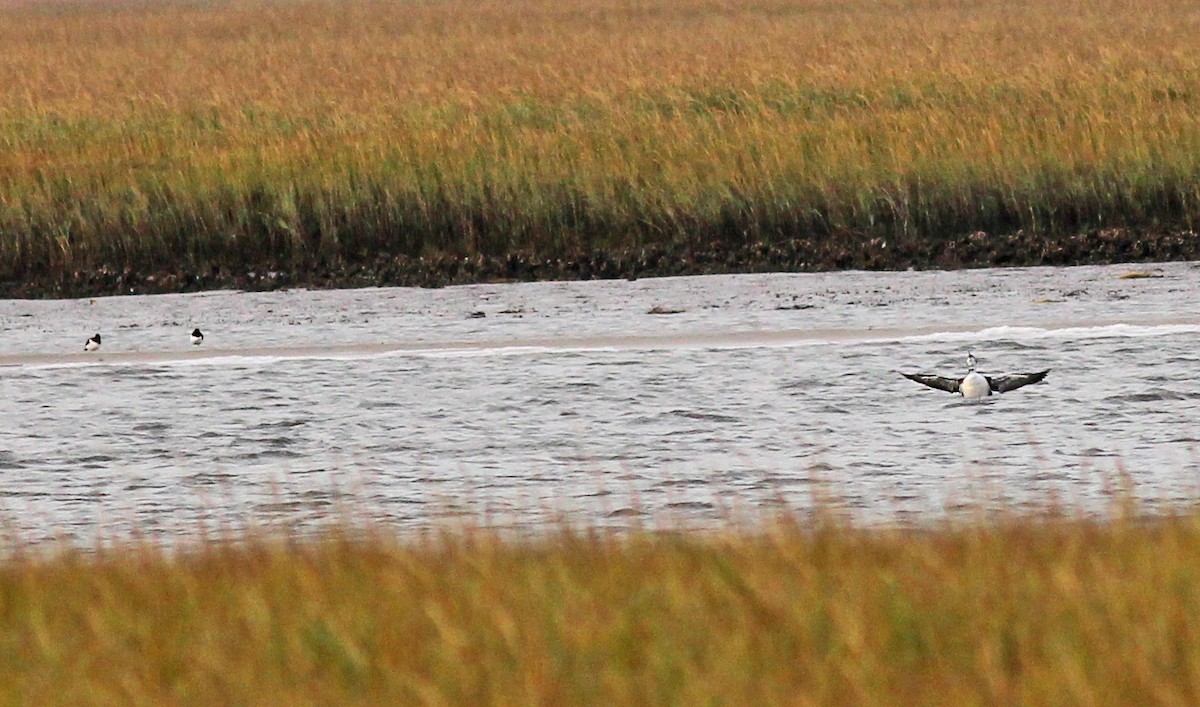 Common Loon - ML646057917