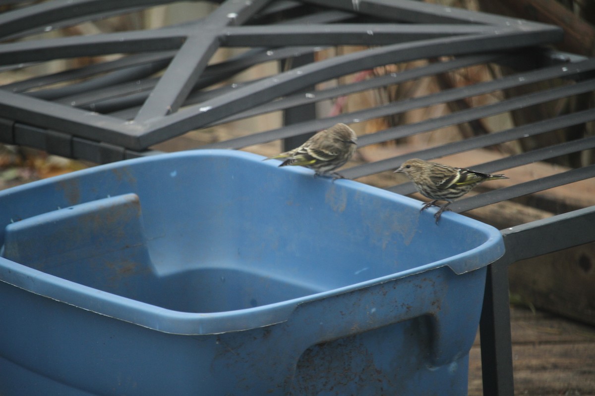 Pine Siskin - ML646057928