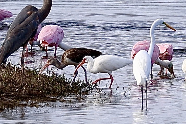 Ібіс білий - ML646057933