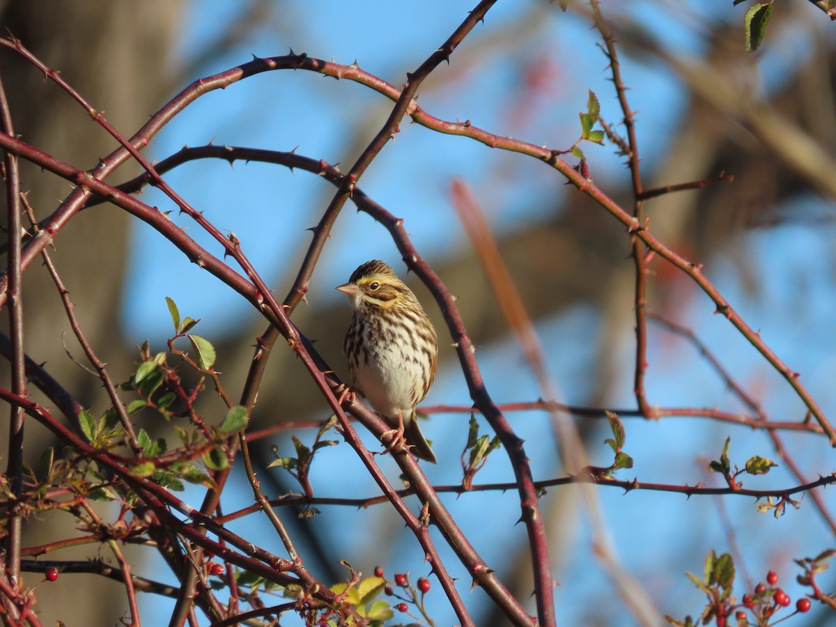 Savannah Sparrow (Savannah) - ML646057940
