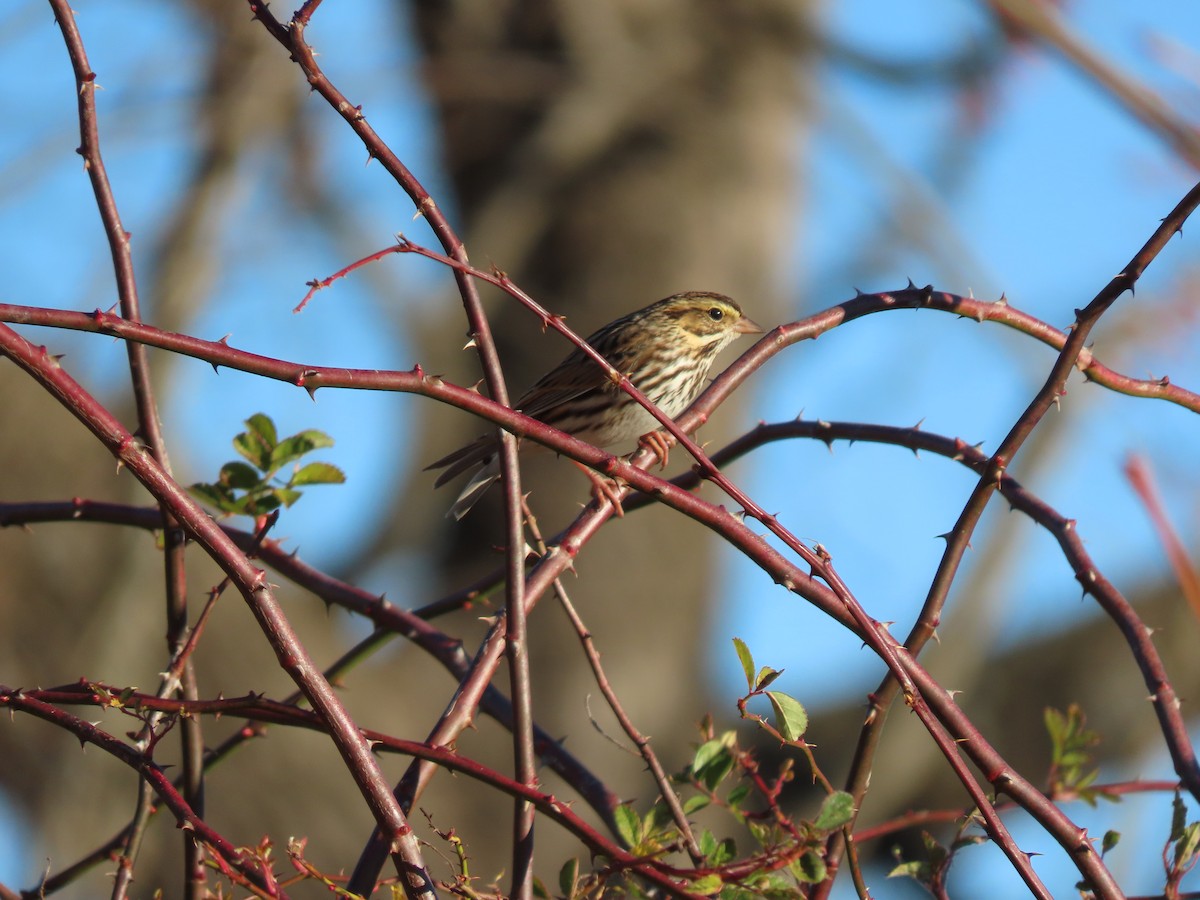 Savannah Sparrow (Savannah) - ML646057941