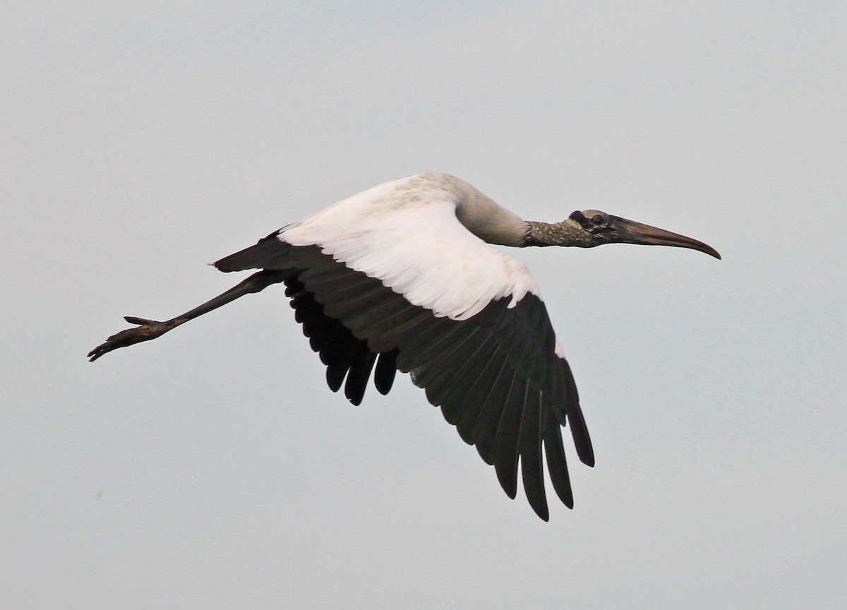 Wood Stork - ML646057948