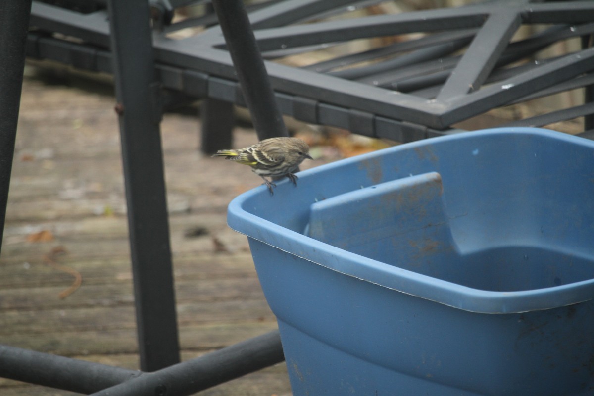 Pine Siskin - ML646057956