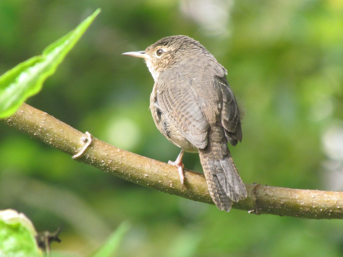 Southern House Wren - ML646057958