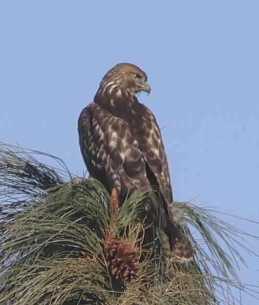 Red-tailed Hawk - ML646057970