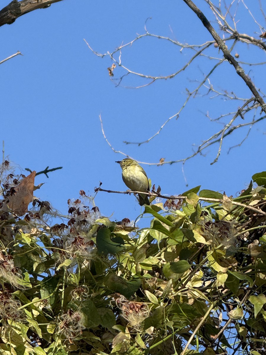 Tennesse Ötleğeni - ML646057973