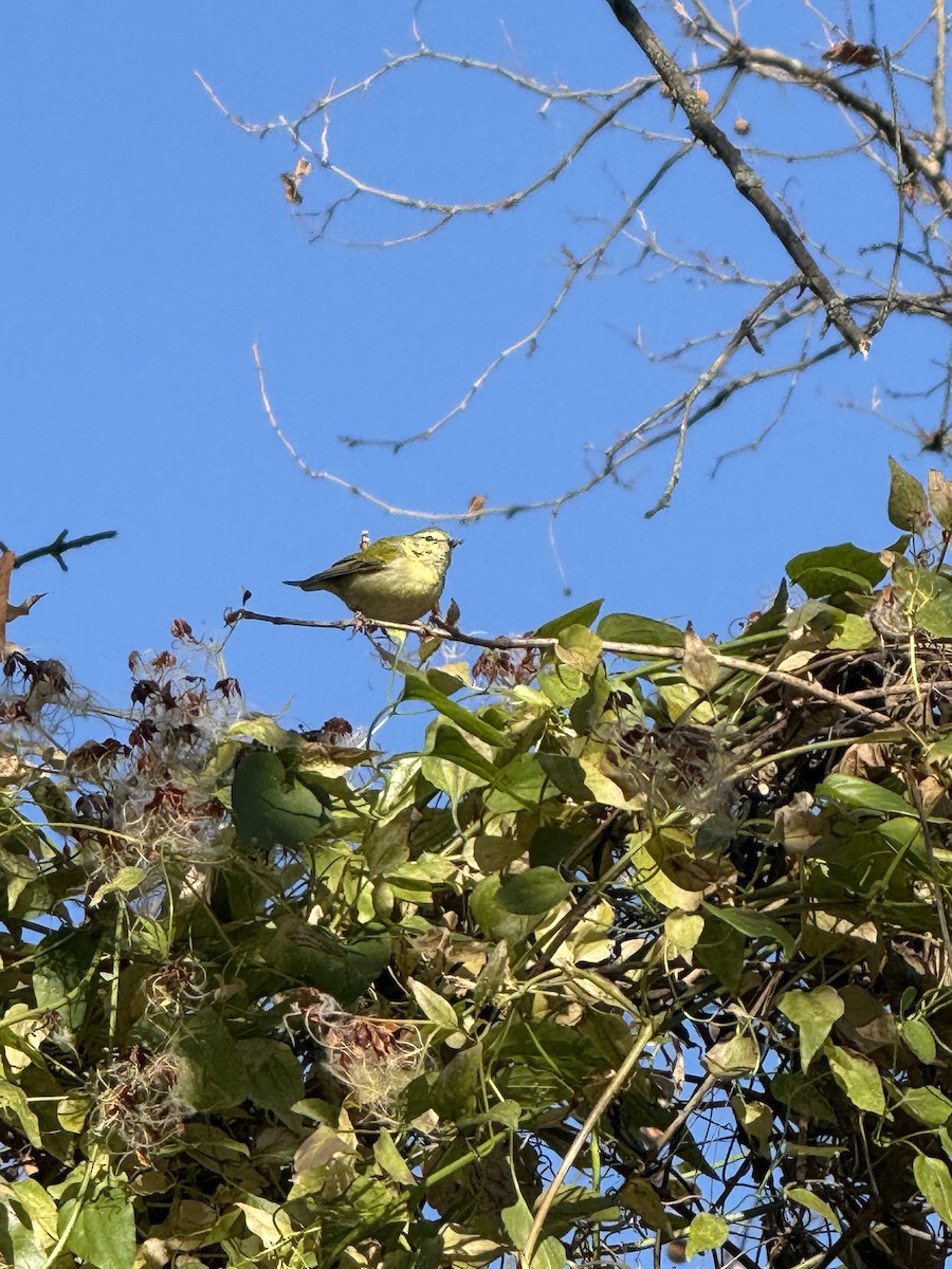 Tennesse Ötleğeni - ML646057974