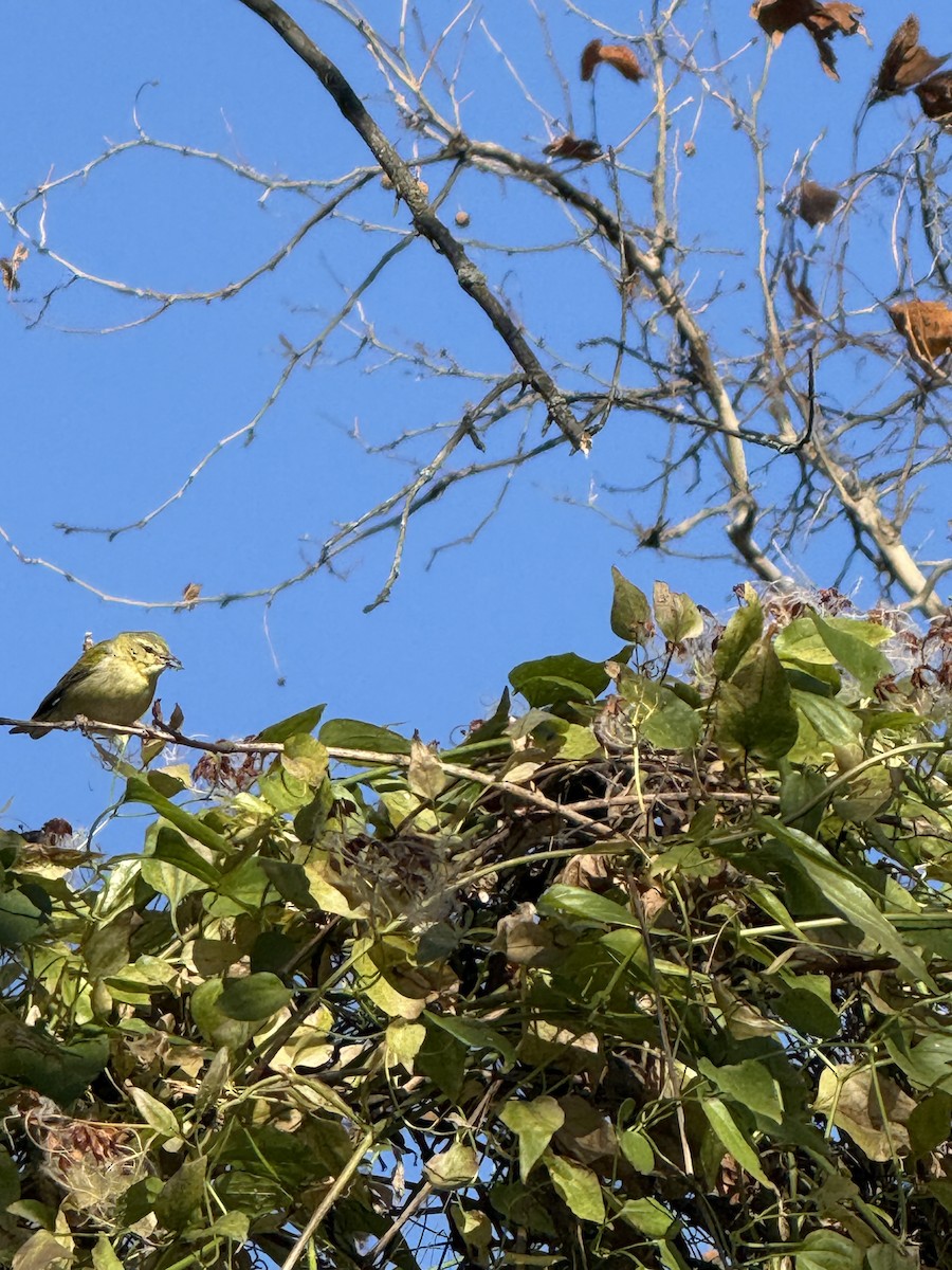 Tennesse Ötleğeni - ML646057975