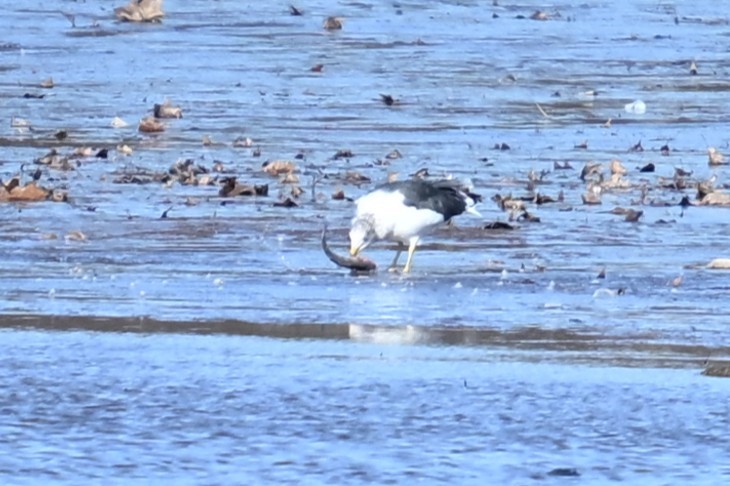 racek žlutonohý - ML646057977