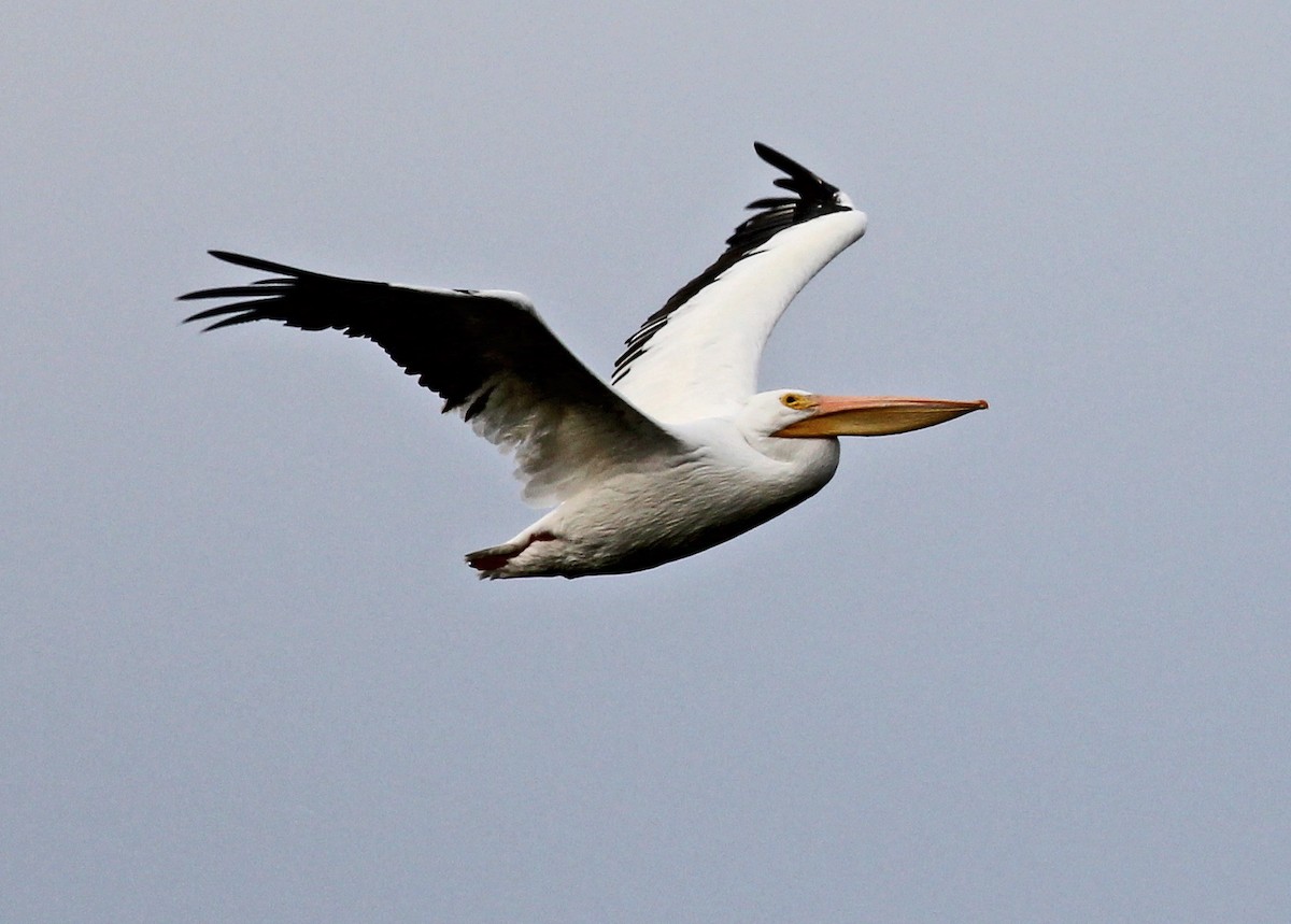American White Pelican - ML646057990