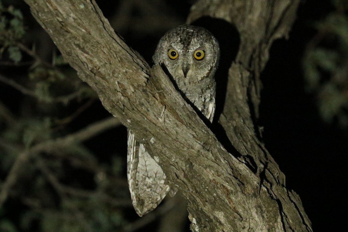 Сплюшка африканська - ML646057991