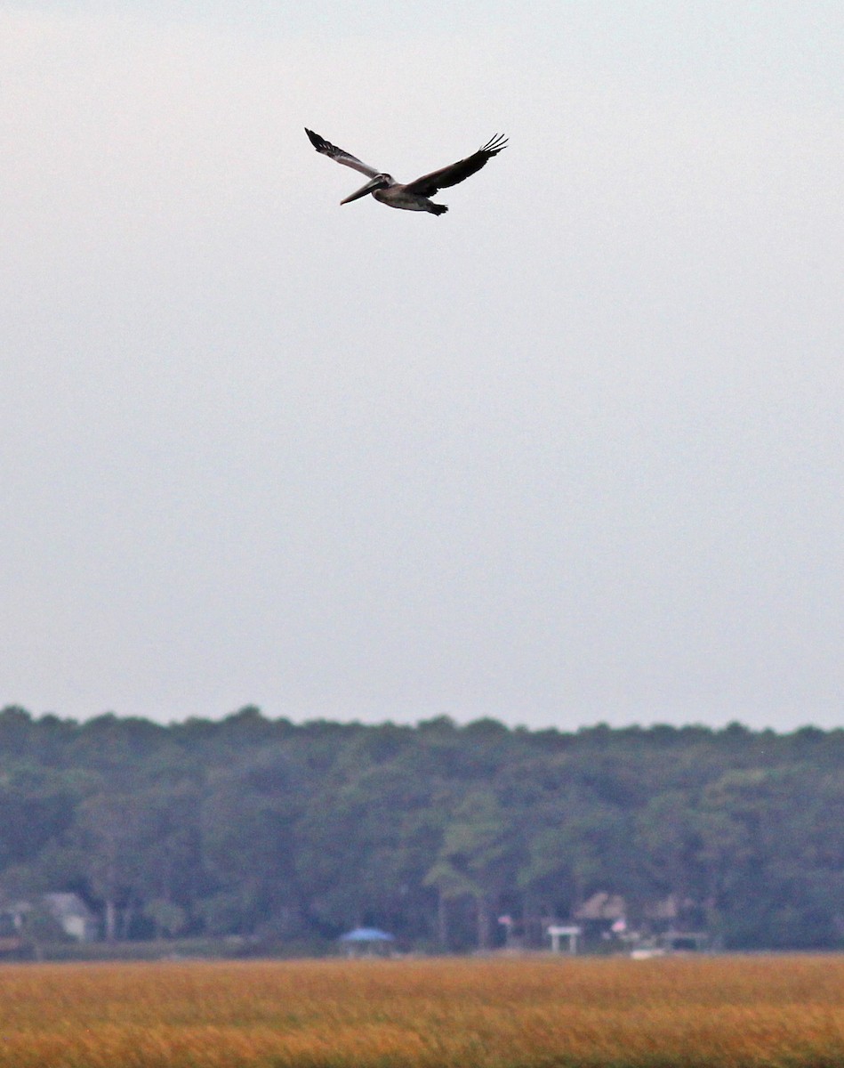 Brown Pelican - ML646058001