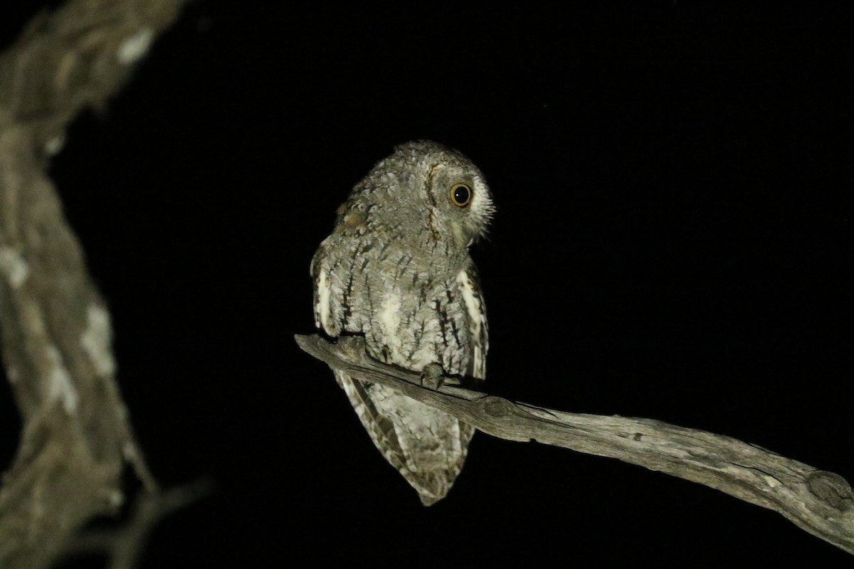 Сплюшка африканська - ML646058002