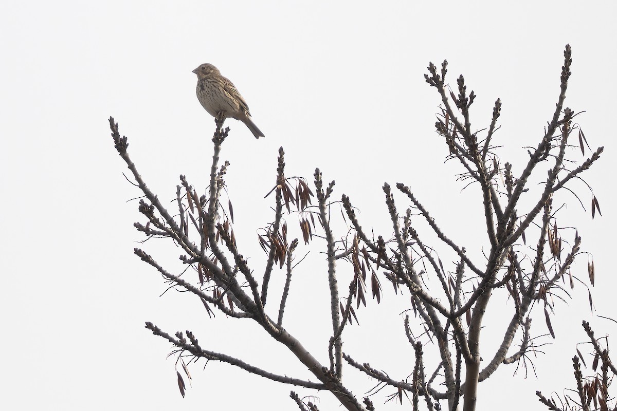 Просянка - ML646058009