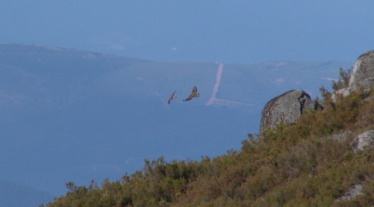 European Honey-buzzard - ML64605801