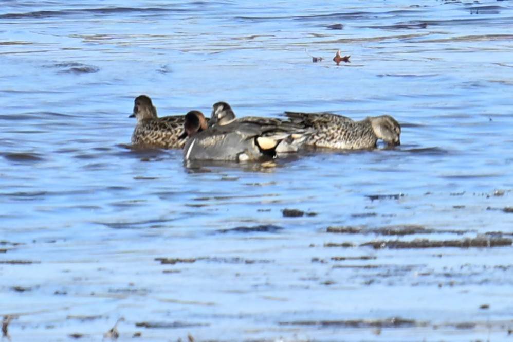 čírka obecná - ML646058012