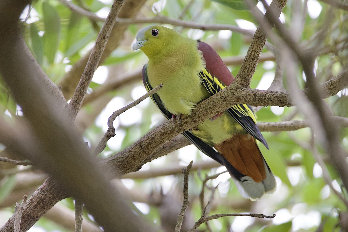 Ashy-headed Green-Pigeon - ML646058014