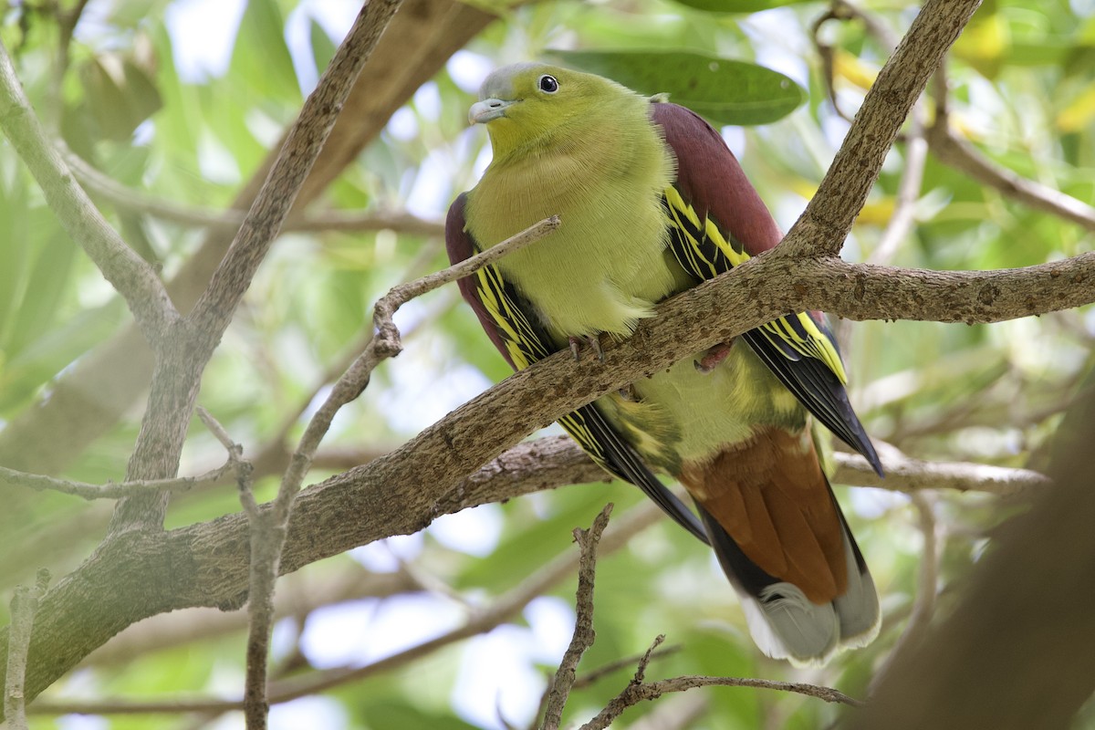 Ashy-headed Green-Pigeon - ML646058015