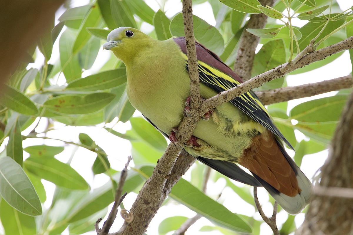 Ashy-headed Green-Pigeon - ML646058016
