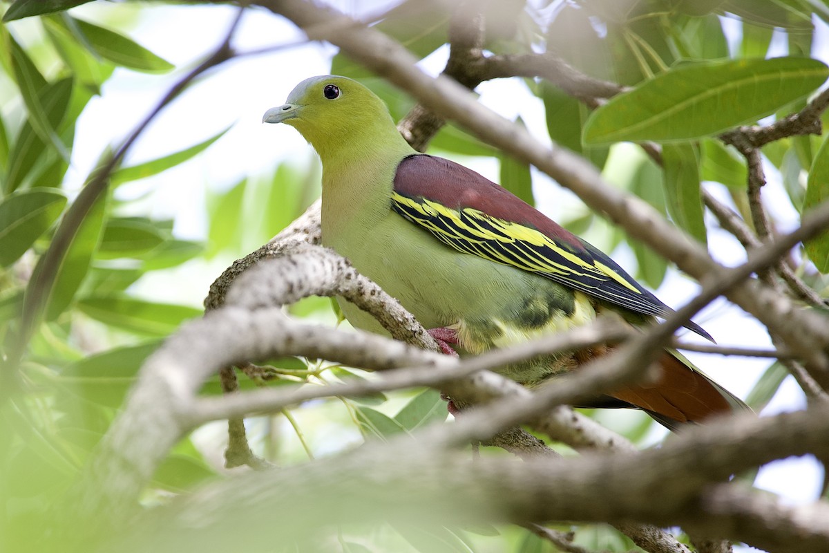 Ashy-headed Green-Pigeon - ML646058017
