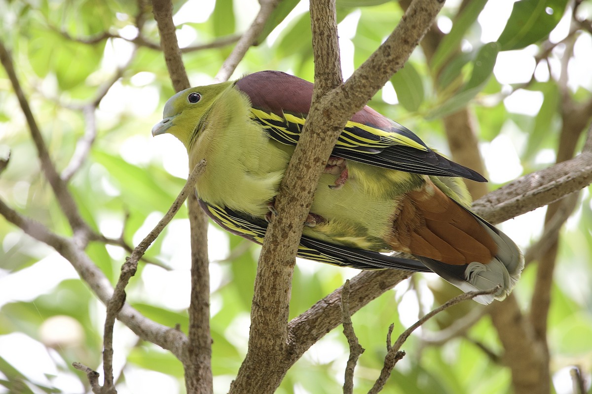 Ashy-headed Green-Pigeon - ML646058018