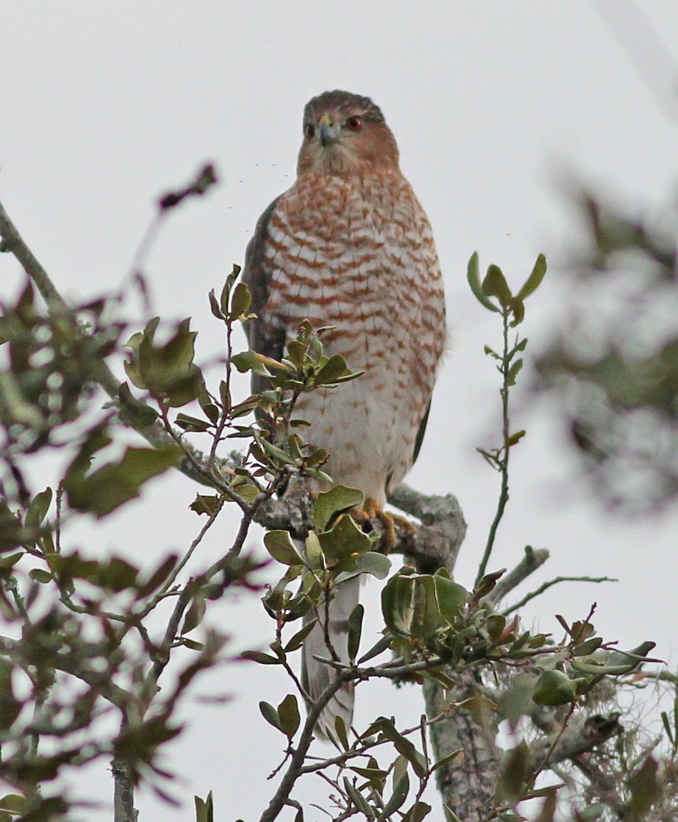 Cooper's Hawk - ML646058019