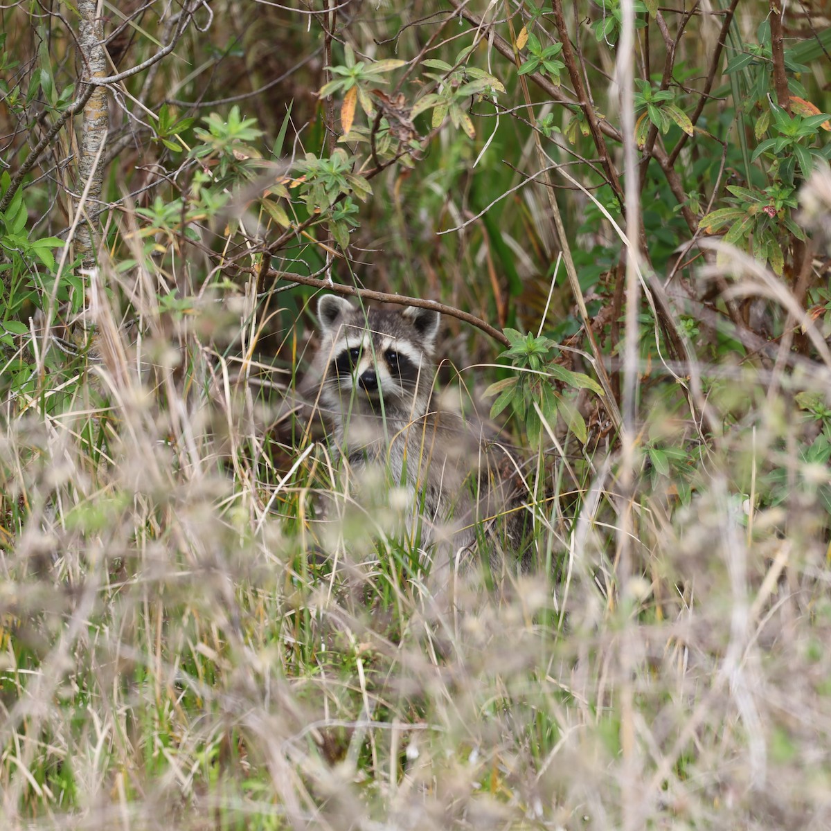 Animals - ML646058021