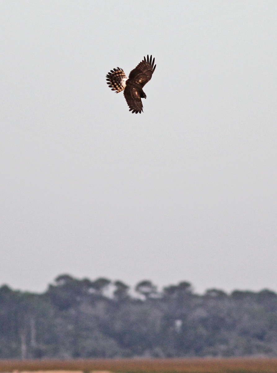Northern Harrier - ML646058023