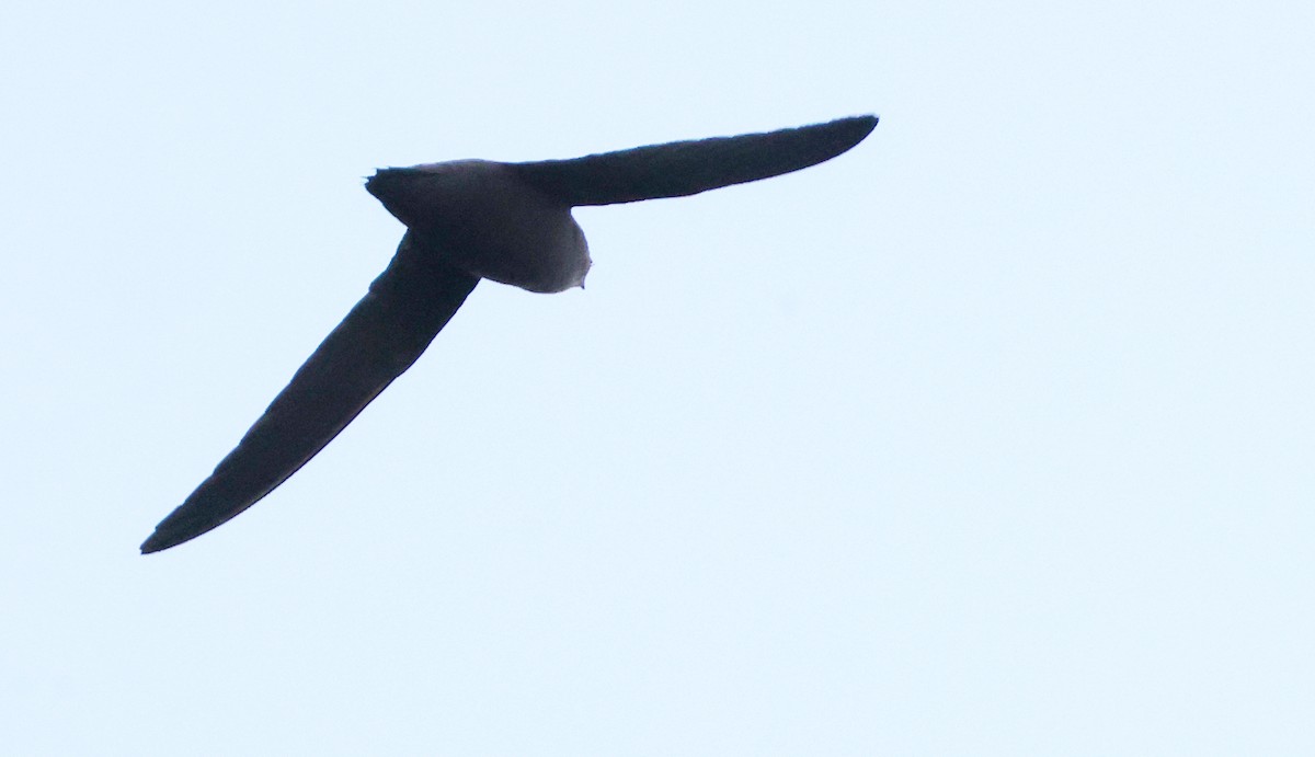 Baca İğnekuyruğu - ML646058024