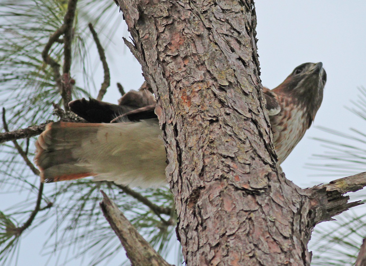 Red-tailed Hawk - ML646058028