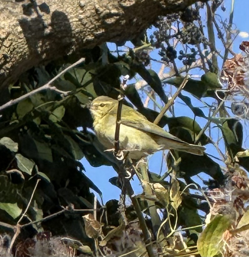 Tennesse Ötleğeni - ML646058031