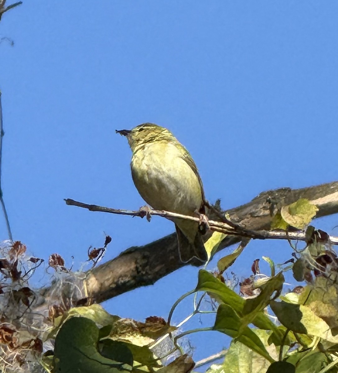 Tennesse Ötleğeni - ML646058032