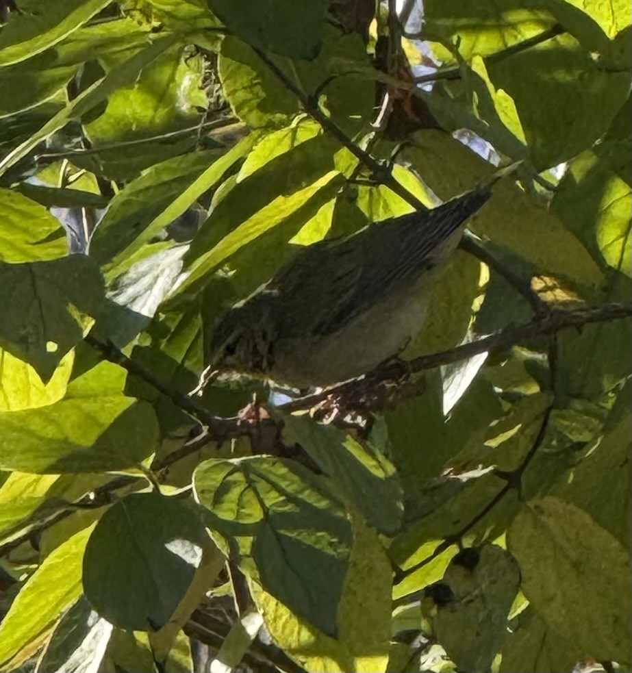 Tennesse Ötleğeni - ML646058033