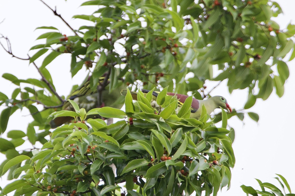 Thick-billed Green-Pigeon (Thick-billed) - ML646058035