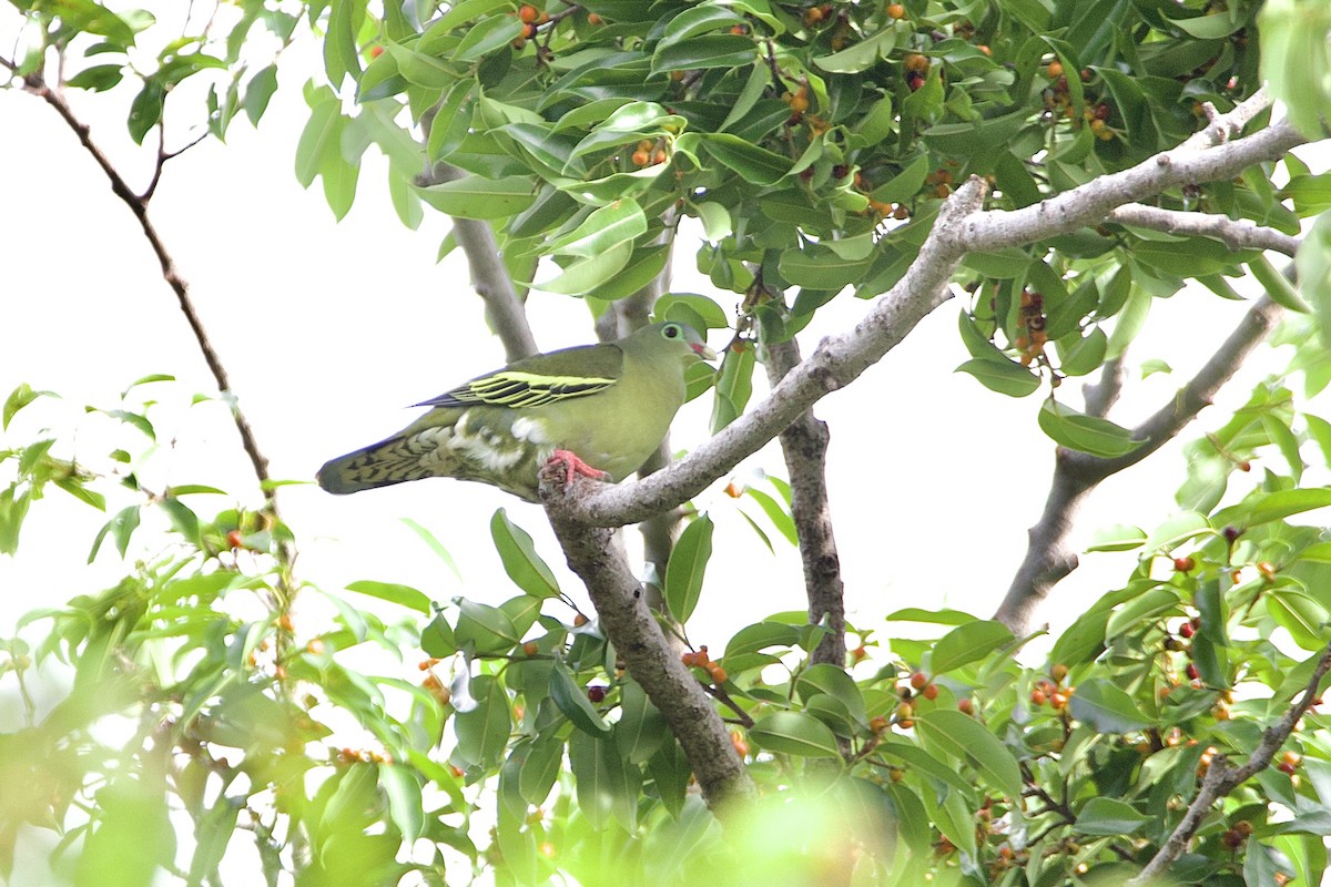 Thick-billed Green-Pigeon (Thick-billed) - ML646058037