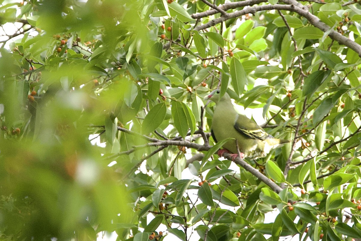 Thick-billed Green-Pigeon (Thick-billed) - ML646058038
