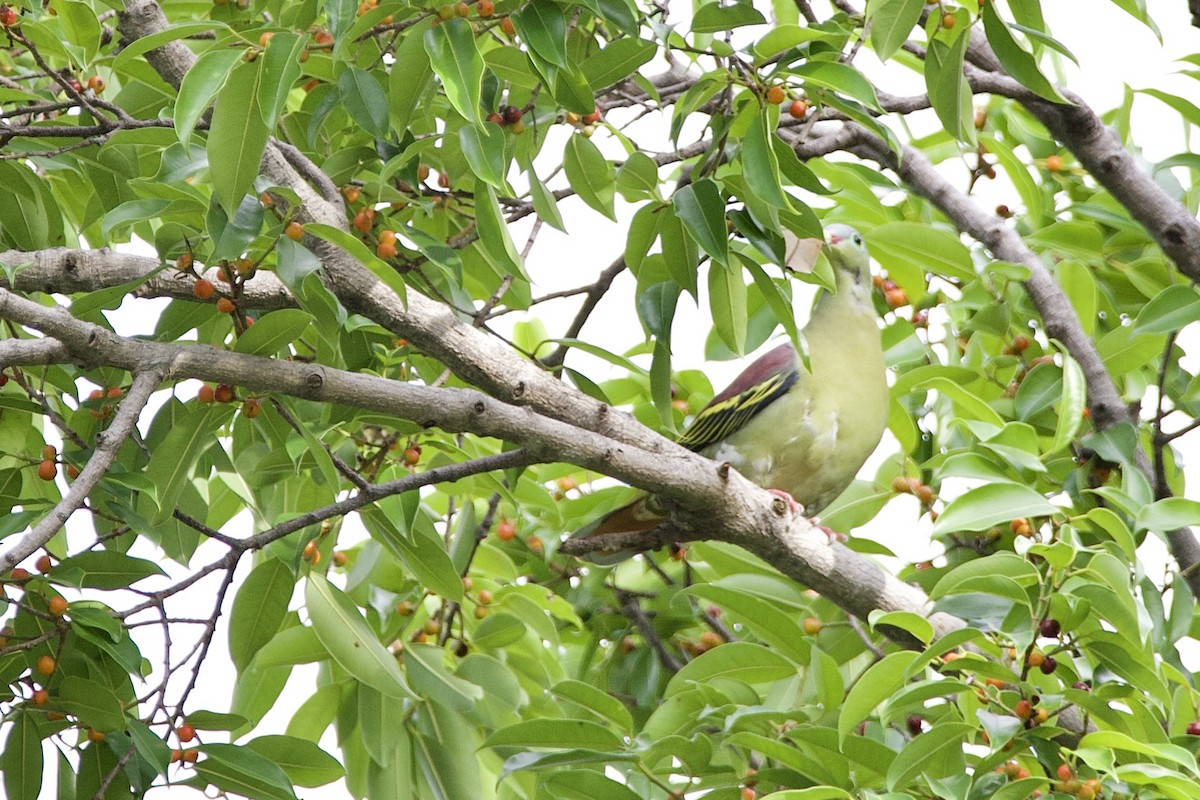 Thick-billed Green-Pigeon (Thick-billed) - ML646058039