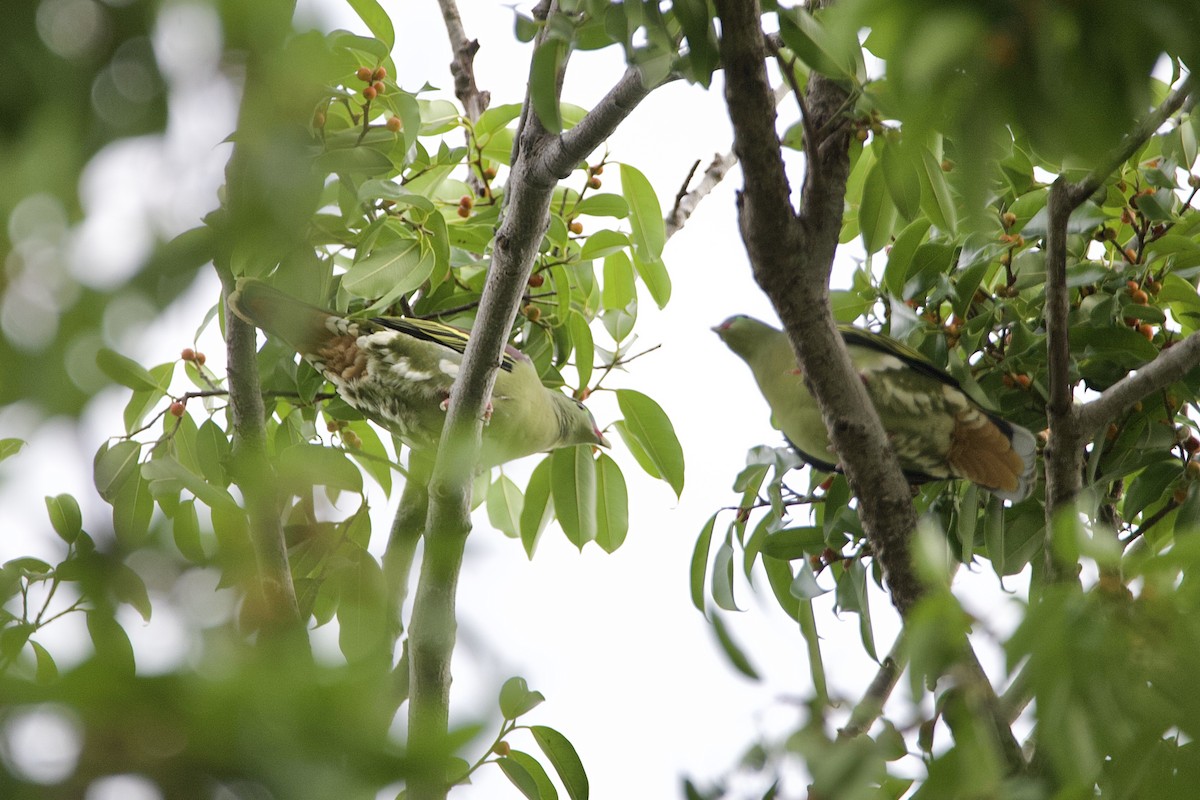 Thick-billed Green-Pigeon (Thick-billed) - ML646058040