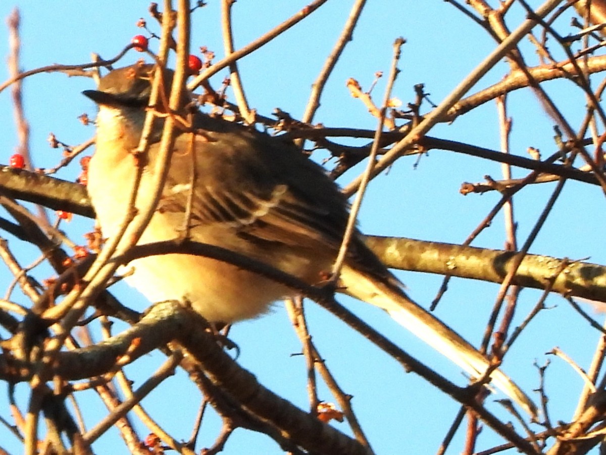 Kuzeyli Taklitçi - ML646058051