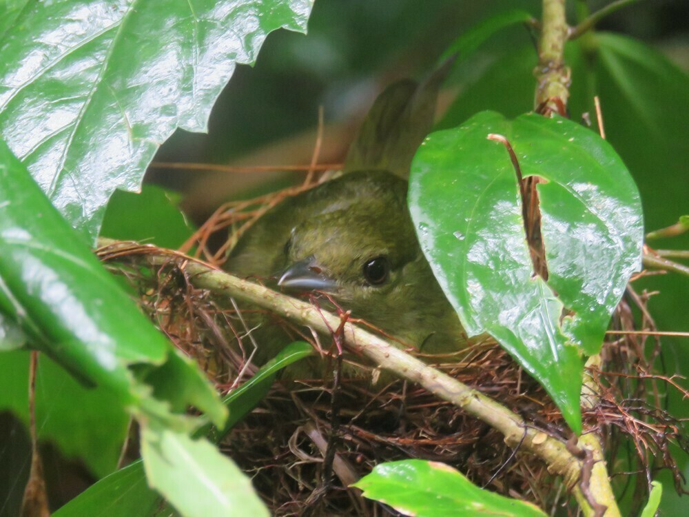 White-collared Manakin - ML646058056