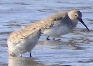 コシジロウズラシギ - ML646058057